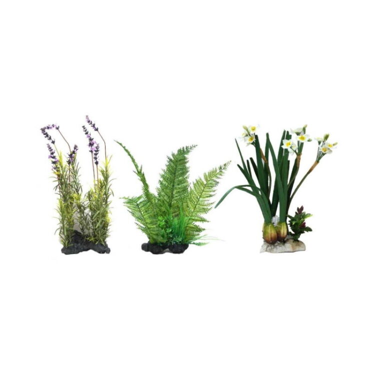 AMAZING PLANT SERIES 30-35 cm