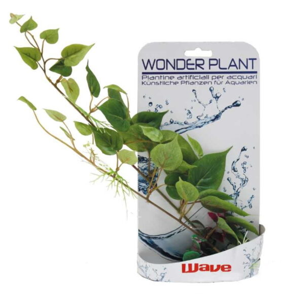WONDER PLANT SERIES D 25-40 cm
