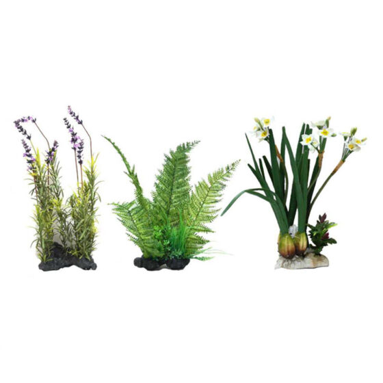 AMAZING PLANT SERIES 30-35 cm