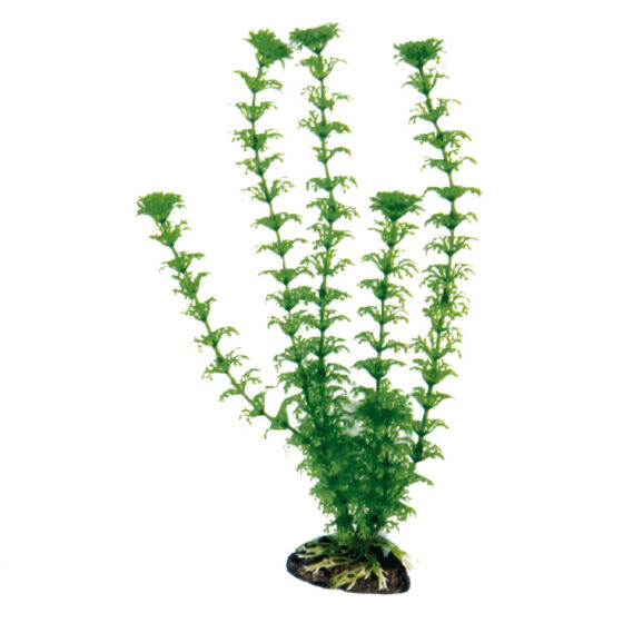 PLANT CLASSIC CABOMBA XL *