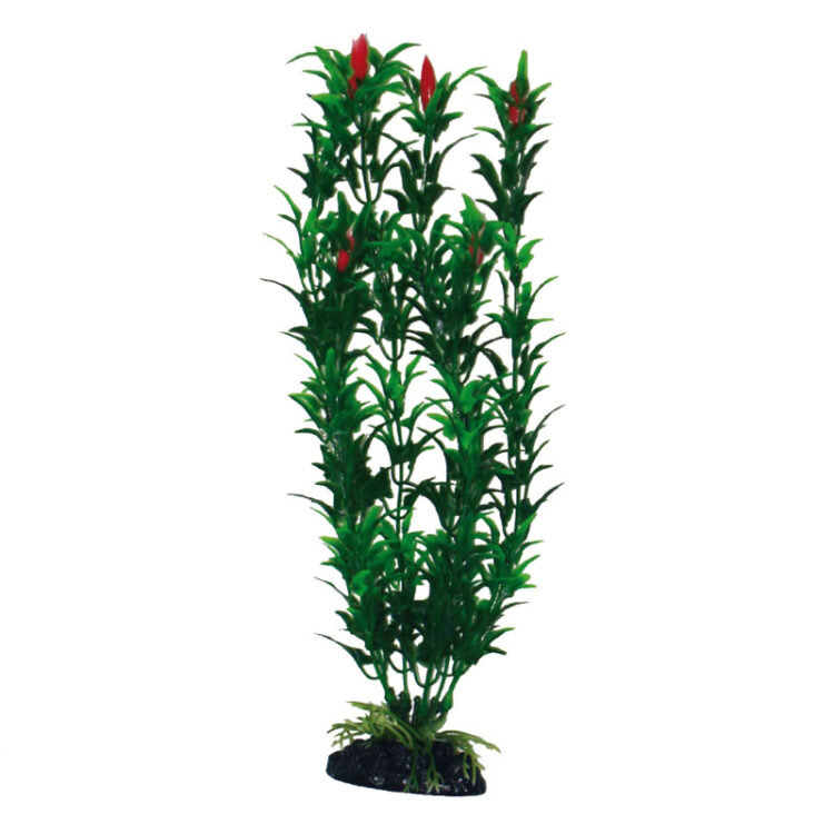 PLANT CLASSIC EGERIA FLOWERS BICOLOR XL *