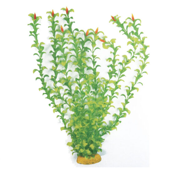 PLANT CLASSIC HYGROPHILA RED FLOWERS LG *