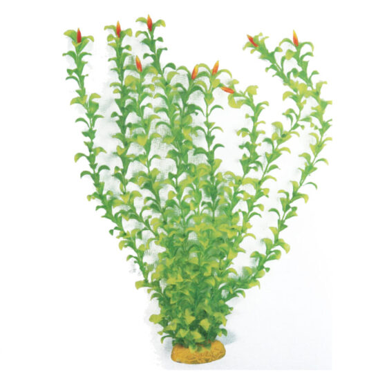 PLANT CLASSIC HYGROPHILA RED FLOWERS SM .*