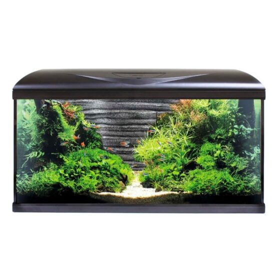 AMTRA SYSTEM 80 LED BLACK ROOT BACKGROUND 80x32x48 160lt
